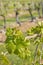 Young vine leaves and shoots growing in organic vineyard
