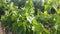 Young vine leaves in spring in a south italian vineyards