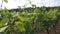 Young vine leaves in spring in a south italian vineyards