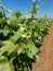 Young vine leaves in spring in a south italian vineyards