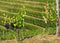 Young vine plant with red grapes in front of a row of vineyards in the opposite hill .