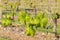 Young vine shoots growing on wire trellis in vineyard