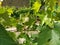 A young vine tied up on metal wires. In the background there is a corrugated plaster wall. Green leaves with sharp edges shine in