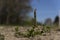 Young vines planted in vineyard for producing grapes