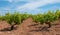 Young vineyard on the blue sky Cyprus