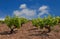 Young vineyard on the blue sky Cyprus