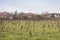 Young vineyard bushes without leaves near the village