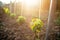 Young vineyard field with sun. Natural background. Concept of alcohol. Young plants. Wine