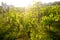 Young vineyard field with sun. Natural background. Concept of alcohol. Young plants. Wine
