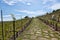Young vineyard has planted in parallel rows at hilly