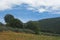 Young vineyard, olive trees and cypress