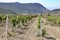 Young vineyard plantation rural landscape