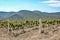 Young vineyard plantation rural landscape