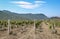 Young vineyard plantation rural landscape