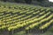 A young vineyard in Santa Ynez, California during springtime.