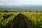 A young vineyard in the spring