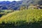 a young vineyard on a sunny slope. On the Way of St. James