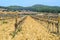 Young vineyard in winter in country side.