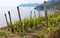 Young vineyards on the mountain