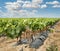 Young Vineyards in rows.