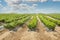 Young Vineyards in rows.