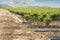 Young Vineyards in rows.