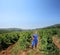 Young vintner standing at vineyard