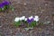 Young violet and white flowers on the ground