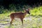 Young Virginia Deer female