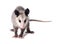 Young Virginian opossum Didelphis virginiana stands on a white