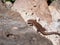 Young Viviparous lizard or common lizard (Zootoca vivipara) sunbathing in the brigth sun on the vertical rock