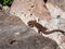 Young Viviparous lizard or common lizard Zootoca vivipara sunbathing in the brigth sun on the vertical rock wall in the garden