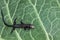 A young viviparous lizard sits on a green leaf