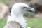 A Young Vulture Accipitridae