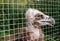 The young vulture in a cage at the zoo