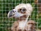 The young vulture in a cage at the zoo. Concept of cruel treatment