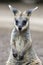 Young Wallaby