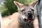 Young wallaby at coles bay tasmania