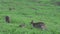 Young wallaby jumping in slow motion from wallaby with baby in her pouch in Mission Beach Queensland, Australia.