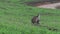 Young wallaby and mother looking on to the camera in slow motion in Mission Beach Queensland, Australia.