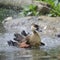 Young Wandering Whistling Duck chick cleaning itself in pond fla
