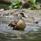 Young Wandering Whistling Duck chick cleaning itself in pond fla