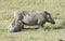 young warthog feeding