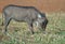 Young Warthog grazing