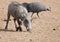 Young warthog and guinea fowl