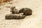 Young warthog lying on a dusty road