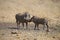 Young warthog standing close to its mother