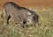Young Warthog in typical kneeling posing