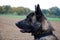 Young watchful   dutch shepherd dog