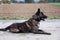 Young watchful   dutch shepherd dog